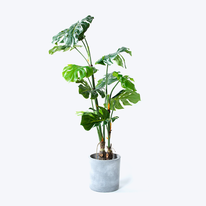 Chậu cây xanh giả Monstera-m